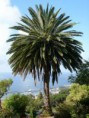 fenix caneriensis